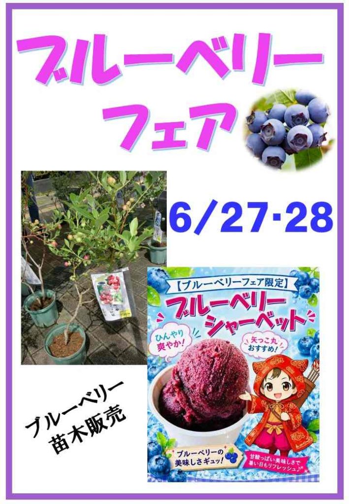 ブルーベリーフェア 開催中！